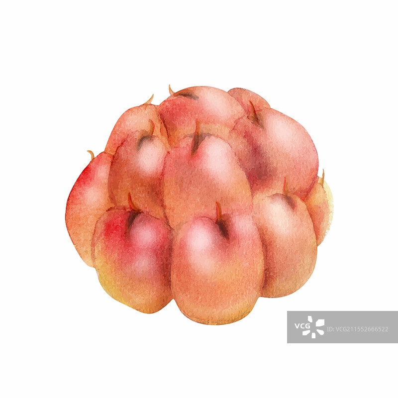 手绘的云莓、覆盆子和黑刺李果实图片素材