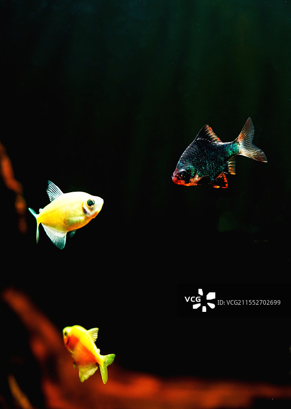 鱼水之欢图片素材