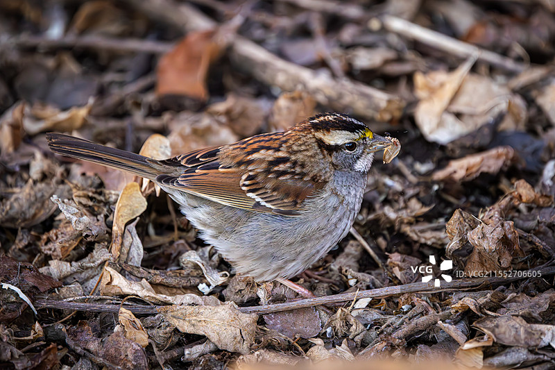 在地上进食的白喉带鹀图片素材