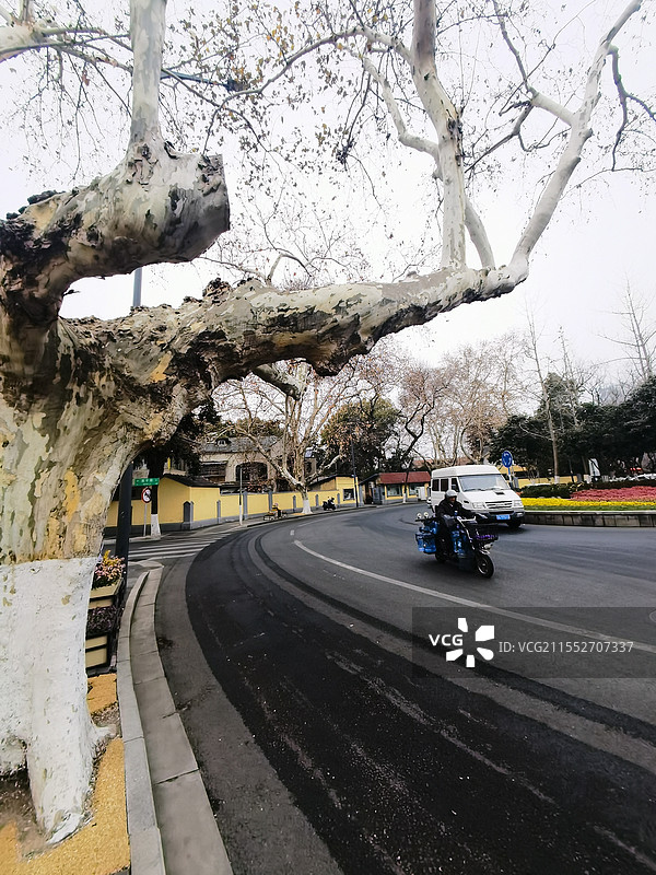 南京宁海路广场梧桐大道图片素材