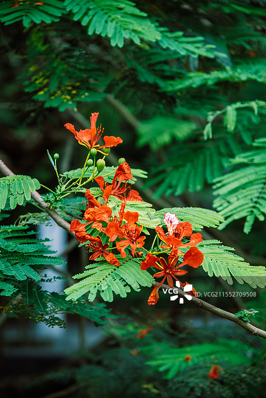 深圳华侨城生态广场凤凰花图片素材