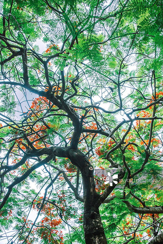 深圳华侨城生态广场凤凰花图片素材
