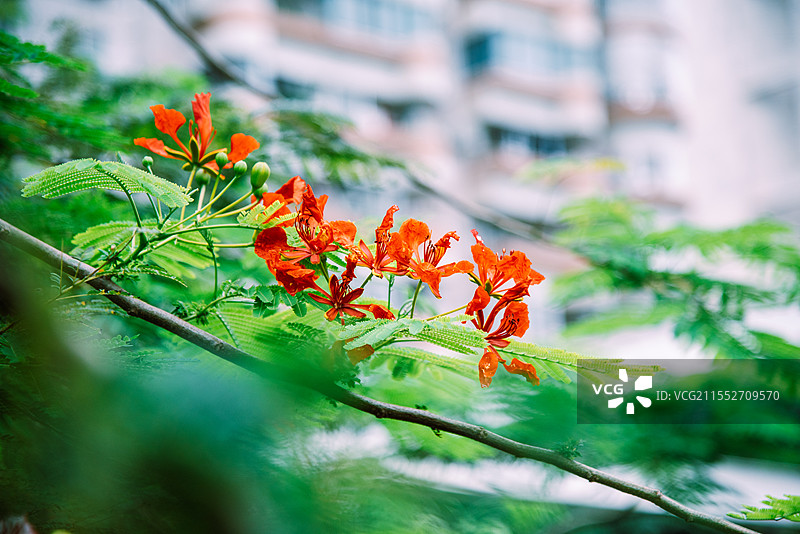 深圳华侨城生态广场凤凰花图片素材