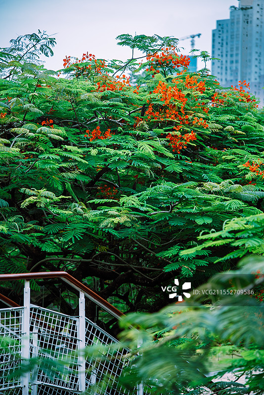 深圳华侨城生态广场凤凰花图片素材