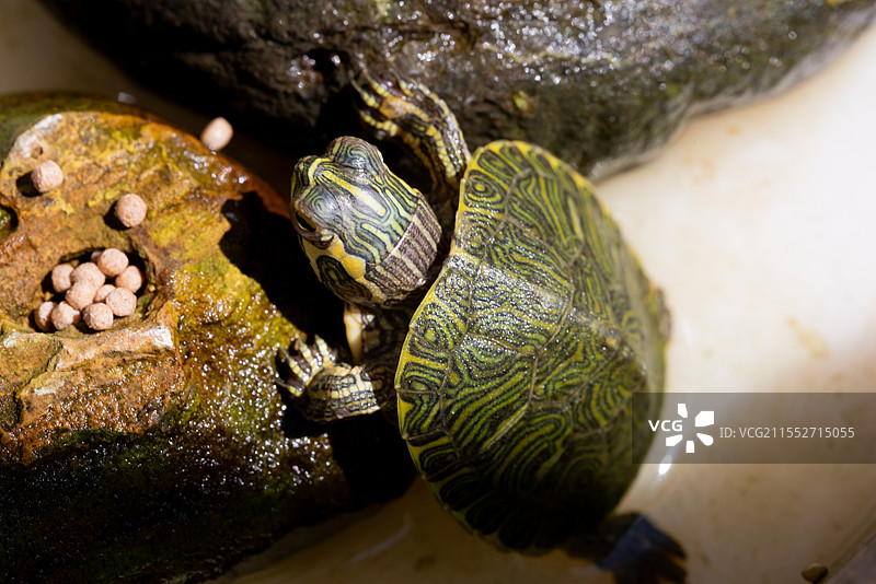 一只小乌龟图片素材