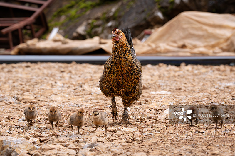 母鸡与小鸡图片素材