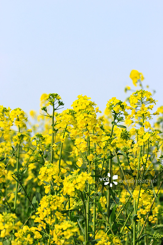 蓝色自然背景中的油菜花图片素材