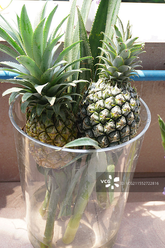 观赏菠萝办公室 阳台图片素材