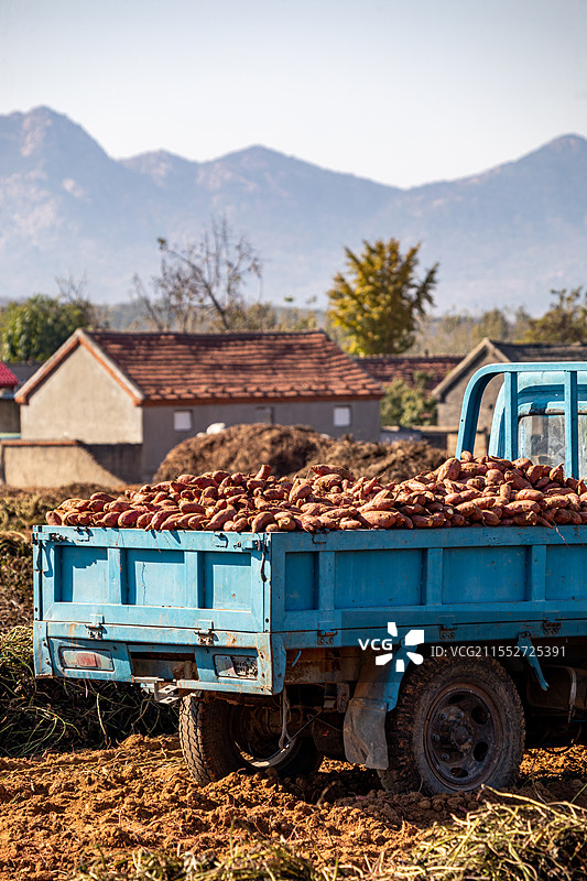 中国北方山东田野田园里秋天收获的地瓜红薯芋头特写镜头图片素材