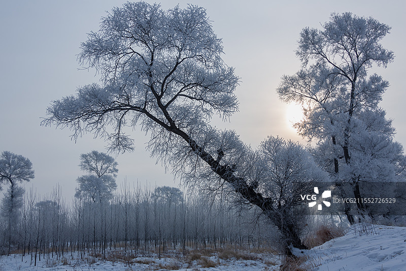 吉林市龙潭区雾凇岛自然景观雾凇盛景图片素材
