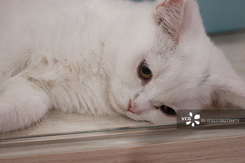 看上去不太开心的白色宠物猫，猫咪眼神图片素材