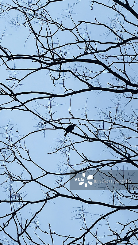 枯藤老树昏鸦图片素材