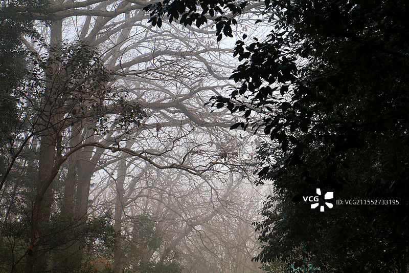 雾锁森林图片素材