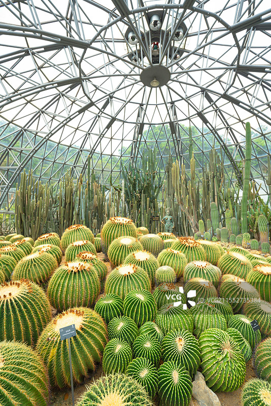 中国广东省深圳市罗湖区，仙湖植物园，春日之美！图片素材