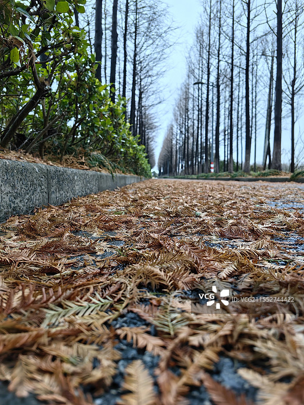 雨后铺满落叶的道路图片素材