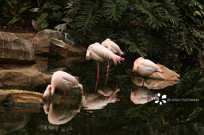 火烈鸟图片素材