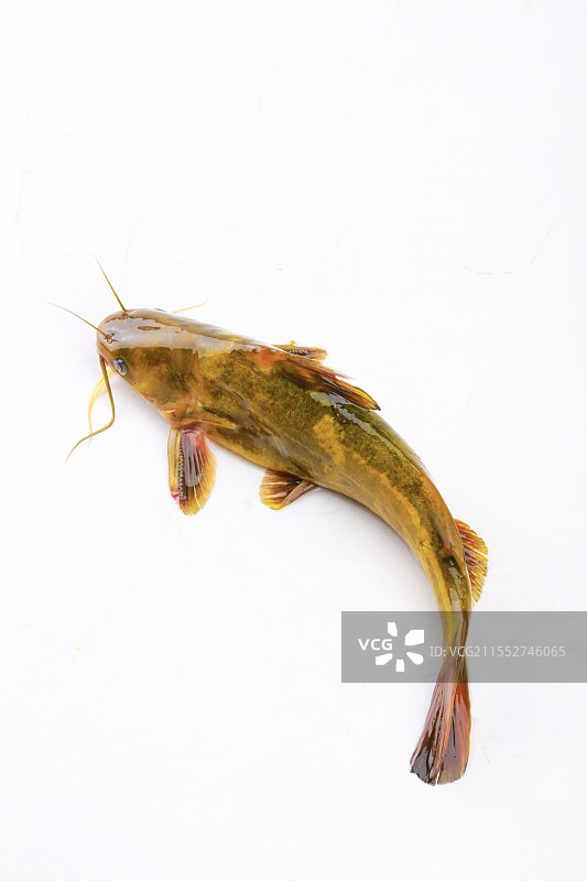 黄骨鱼图片素材