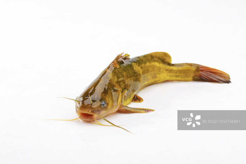 黄骨鱼图片素材