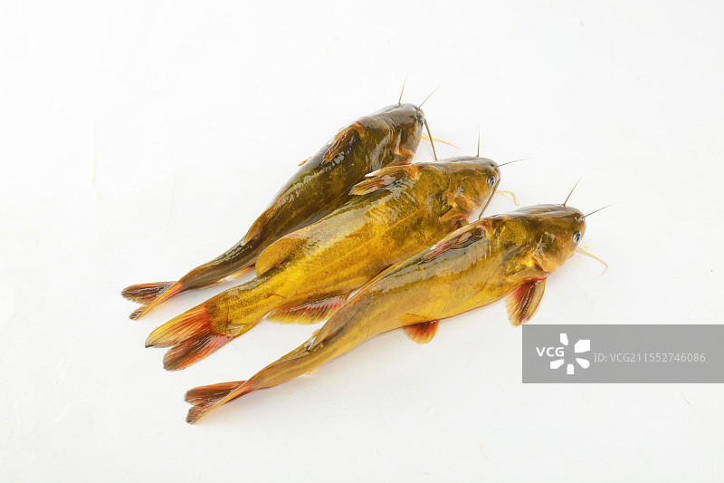 黄骨鱼图片素材