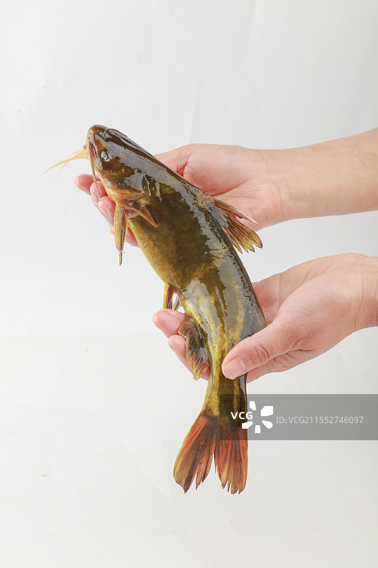 黄骨鱼图片素材