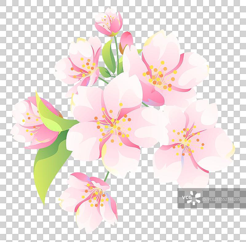 矢量樱花插画图片素材