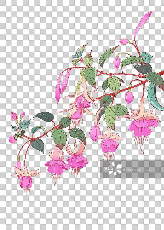 倒挂金钟图片素材