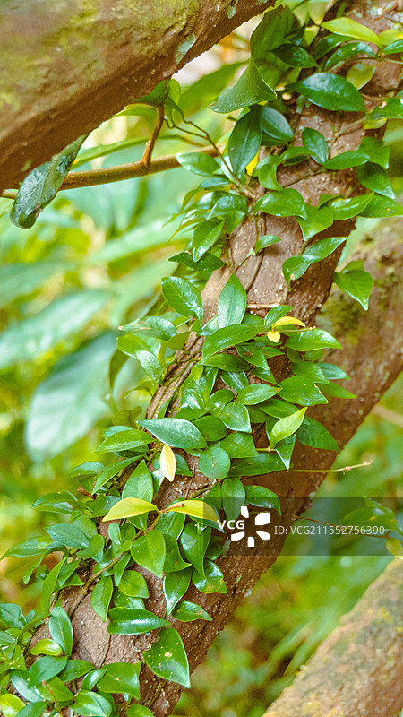 海南陵水吊罗山国家森林公园树上生长的地衣特写镜头图片素材