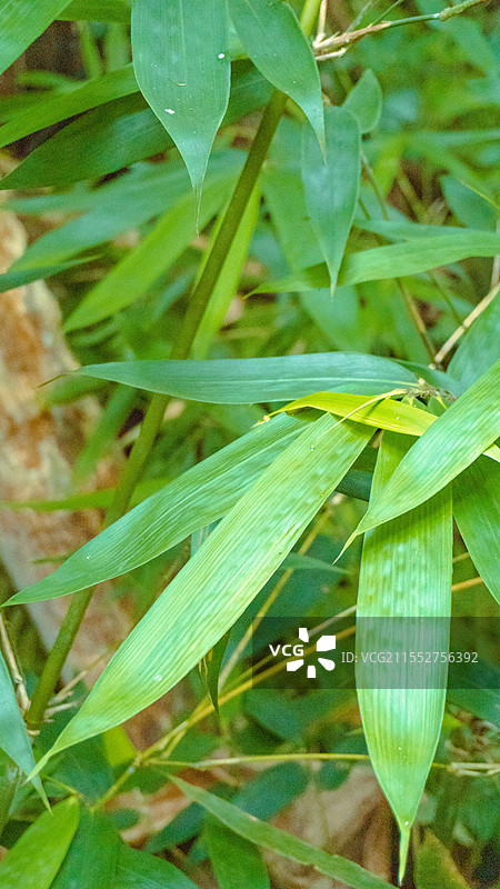 海南陵水吊罗山国家森林公园雨滴落在树叶上的特写镜头图片素材