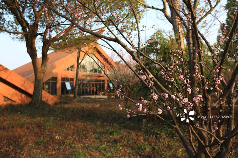 广富林文化遗址公园新古典建筑前的梅花图片素材