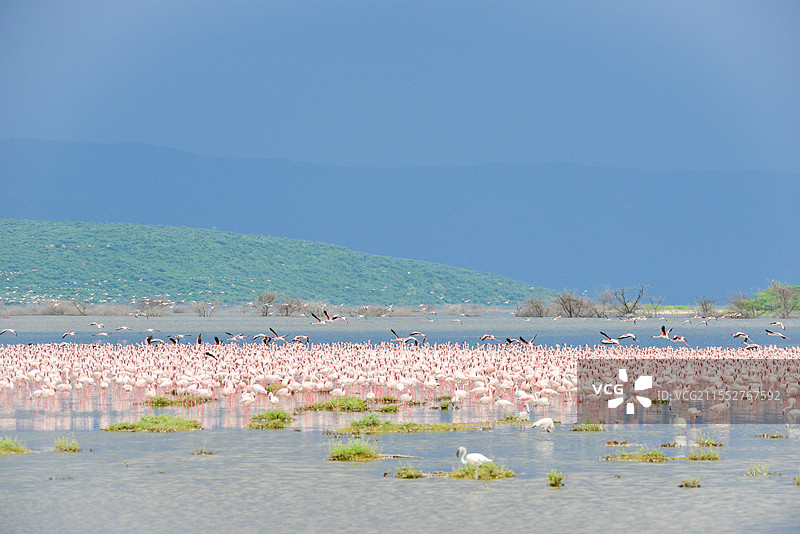 成群的火烈鸟在湖中休憩，一片祥和宁静图片素材