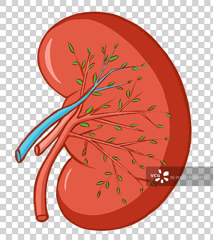 呵护肾脏概念手绘插画元素图片素材