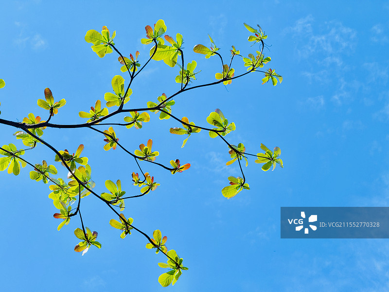 生命的律动：蓝天背景下的榄仁树图片素材