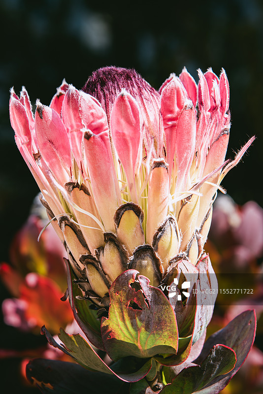 帝王花 中国科学院昆明植物研究所 昆明植物园图片素材