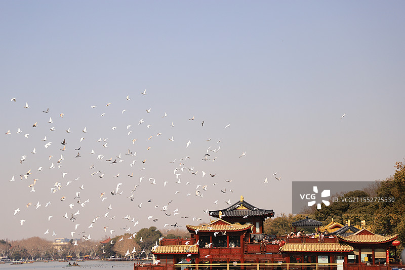 杭州西湖飞鸟天空图片素材