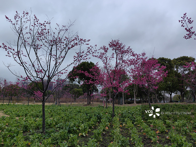 上海市宝山区顾村公园樱花图片素材