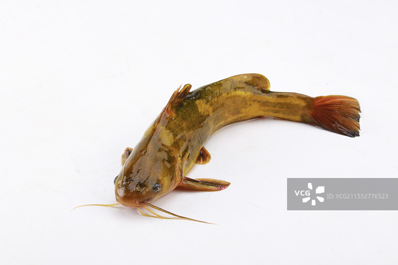 黄骨鱼图片素材