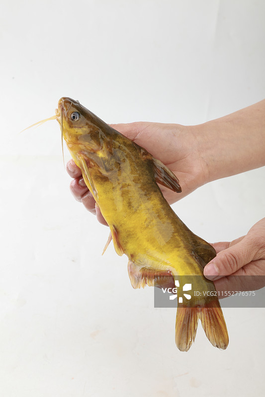 黄骨鱼图片素材