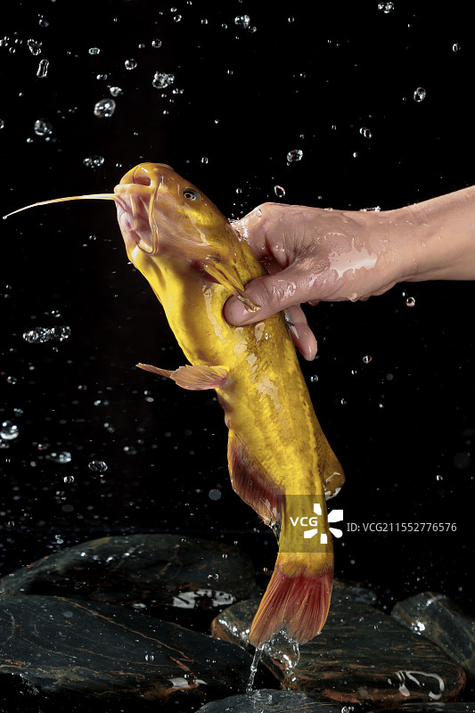 黄骨鱼图片素材