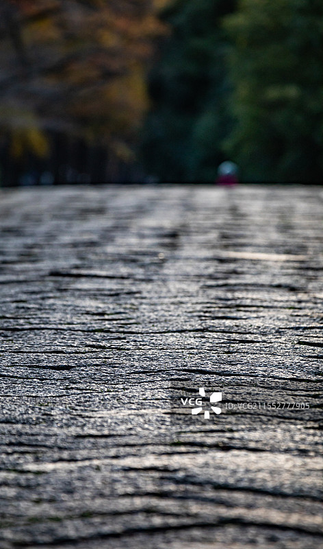 秋天清晨日出中的南京明孝陵石象路神道秋色光影风光与游客剪影图图片素材