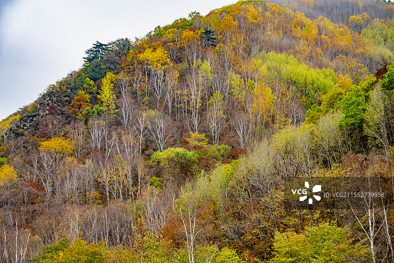 茅荆坝图片素材