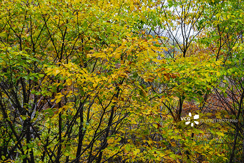 茅荆坝图片素材