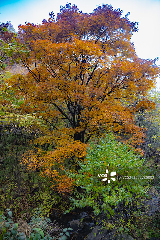 茅荆坝图片素材