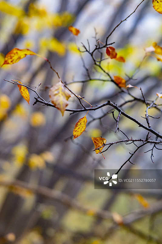 茅荆坝图片素材