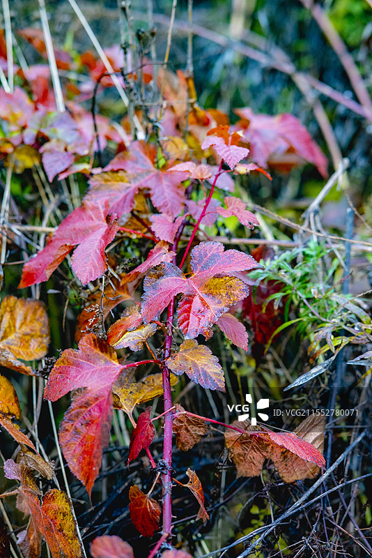 茅荆坝图片素材