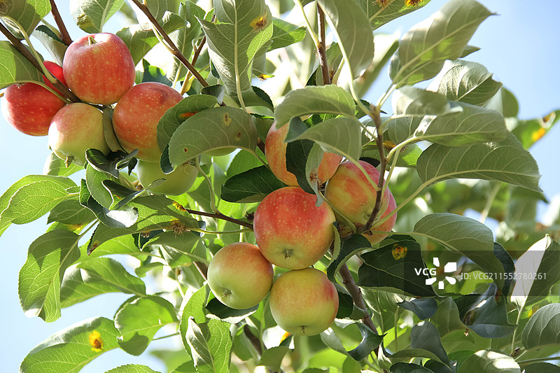 树上的苹果图片素材