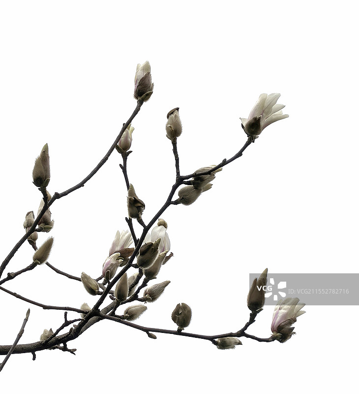 玉兰花开图片素材