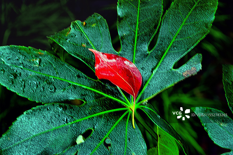 一点红图片素材