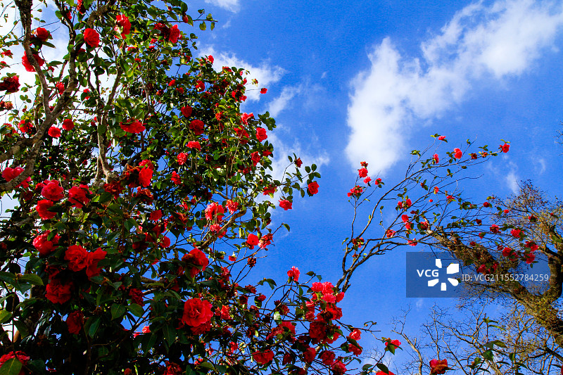 千年古茶树，茶花图片素材