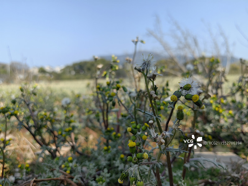 欧洲千里光随拍图片素材