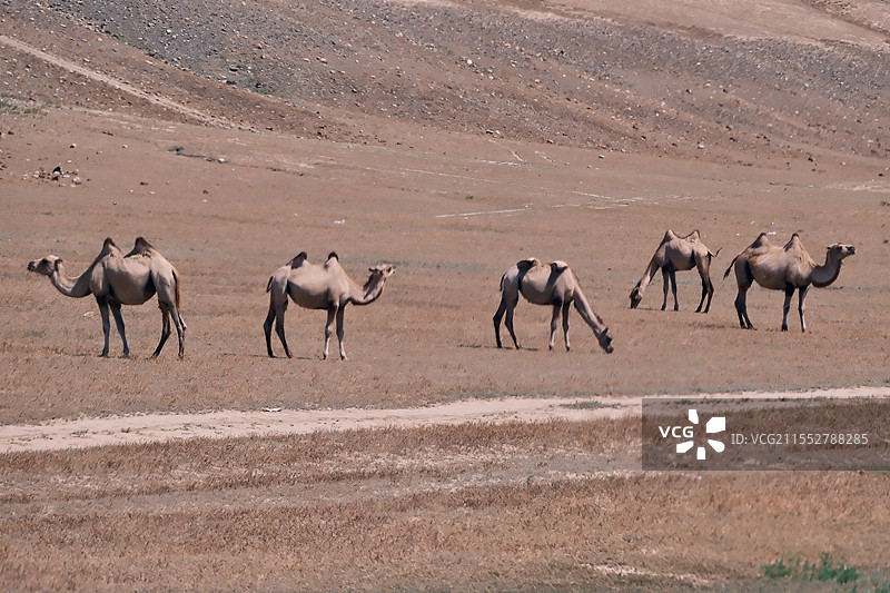 骆驼图片素材